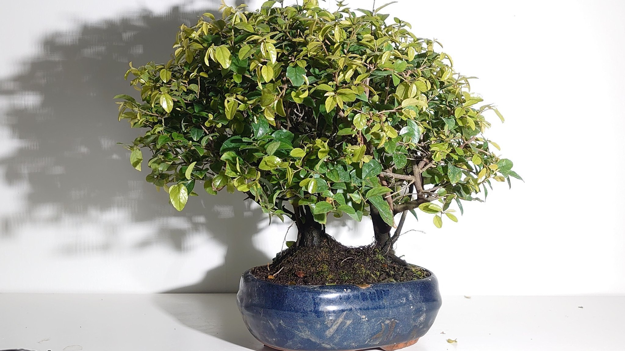 Bonsai Sageretia theezans 10 år (407443220) ᐈ Köp på Tradera