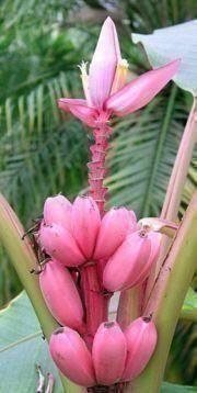 Den unika rosa dvärgbananen,Musa Velutina 5 frön