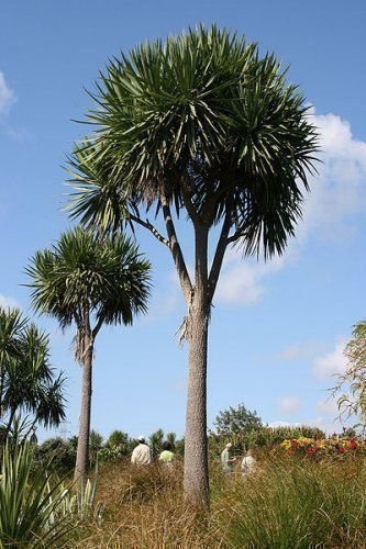 Syddracena - 5 fröer