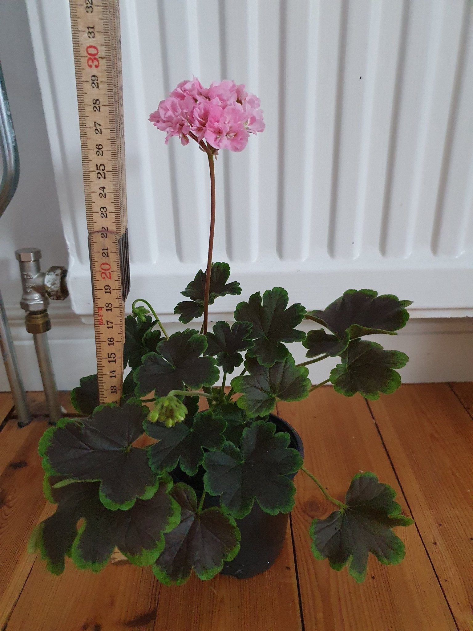Se produkter som liknar Odensjö Black Mamba pelargon .. på Tradera ...