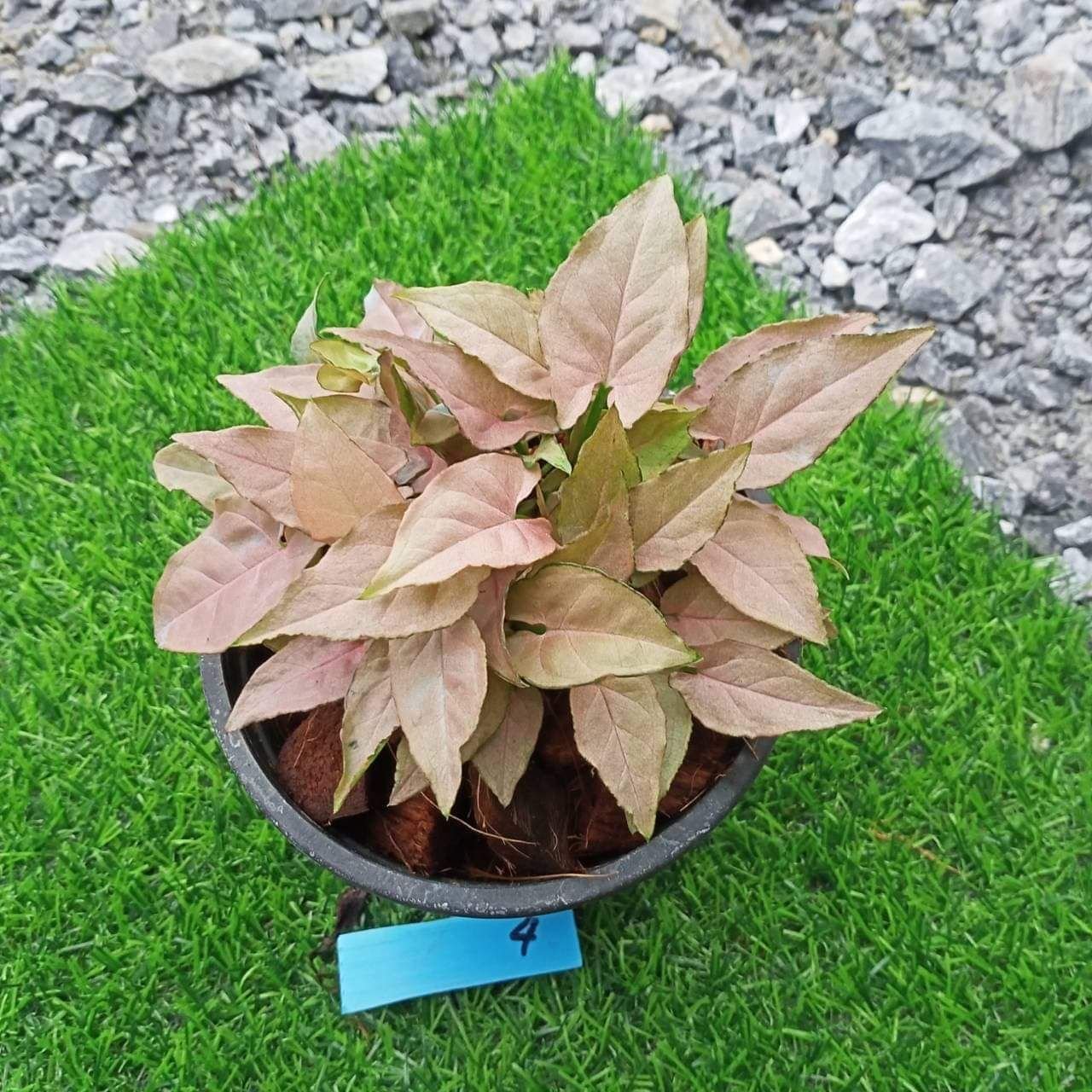 Syngonium red feather Köp på Tradera (587772301)