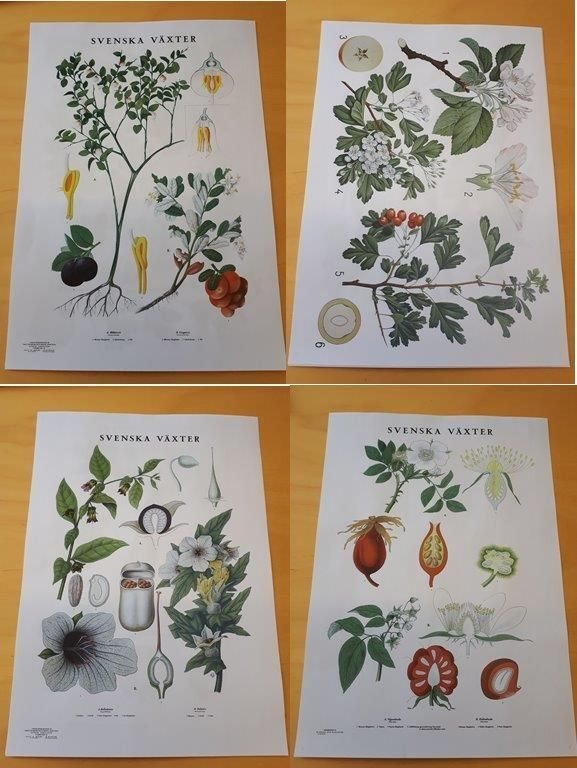 flora svenska växter flora svenska växter