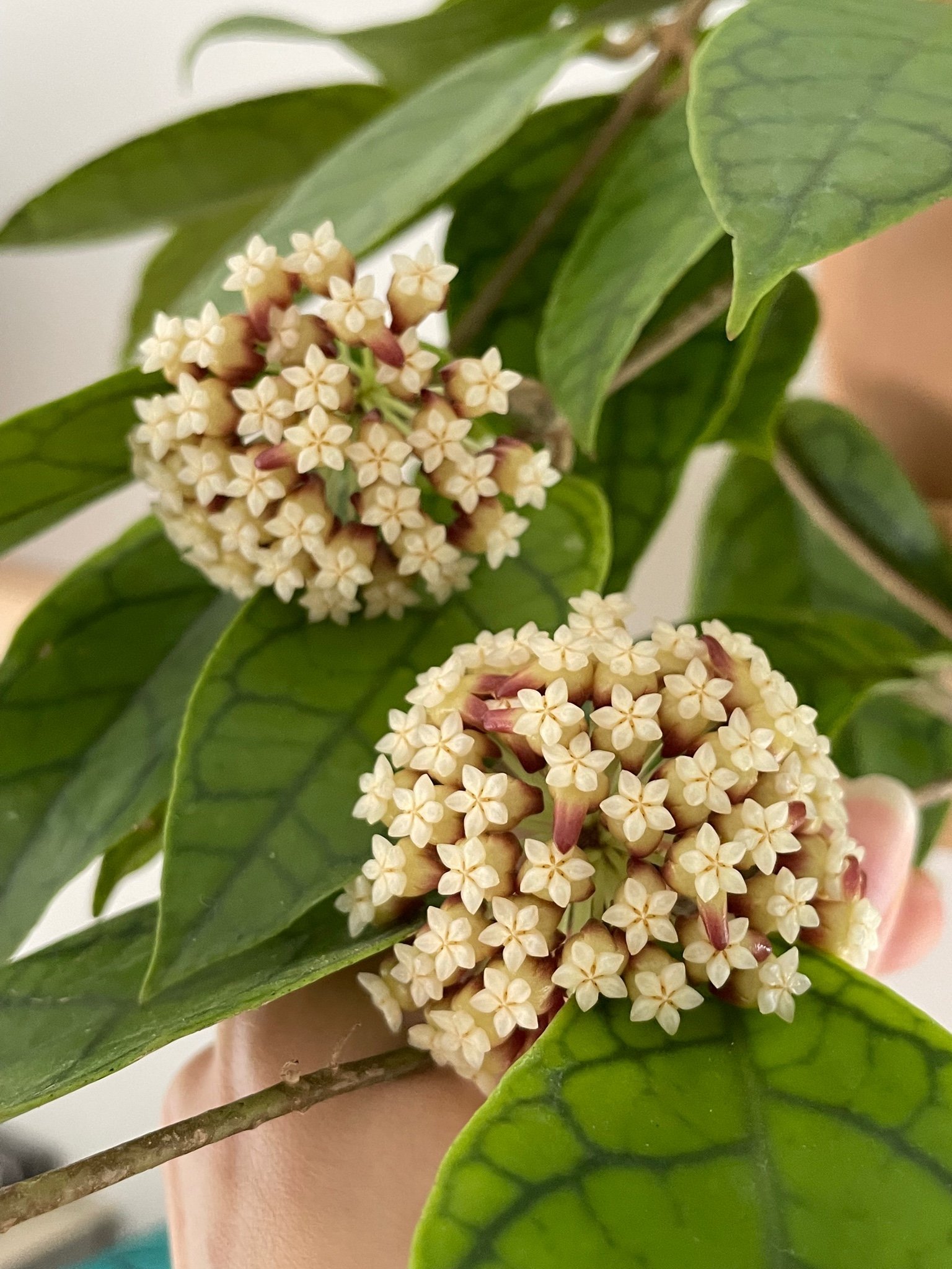 SÄLLSYNT Rotad stickling Hoya cv nui Köp på Tradera (557949000)