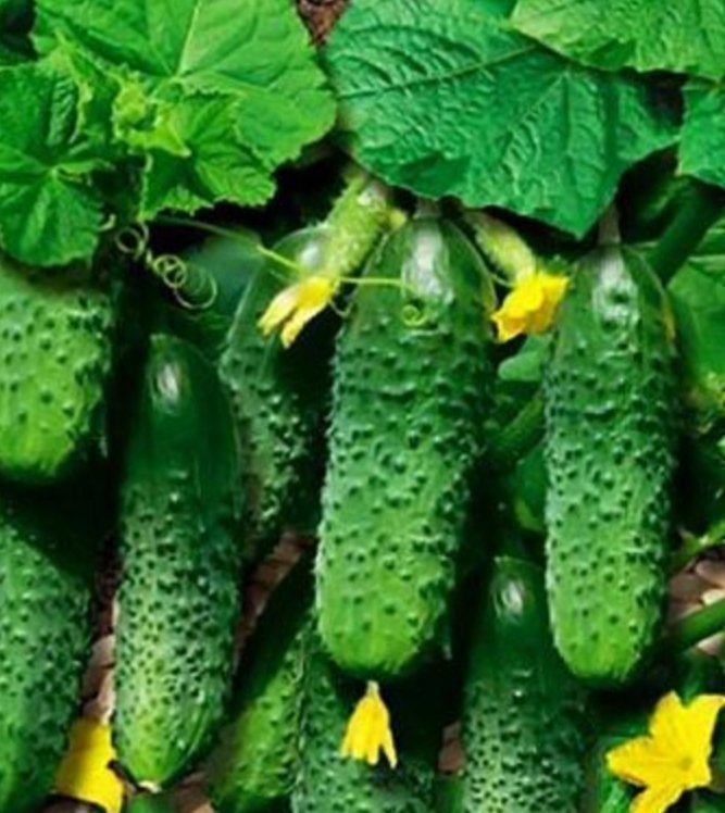 Tidiga "CORNICHON" GURKA, 6 frön Köp på Tradera (631514612)