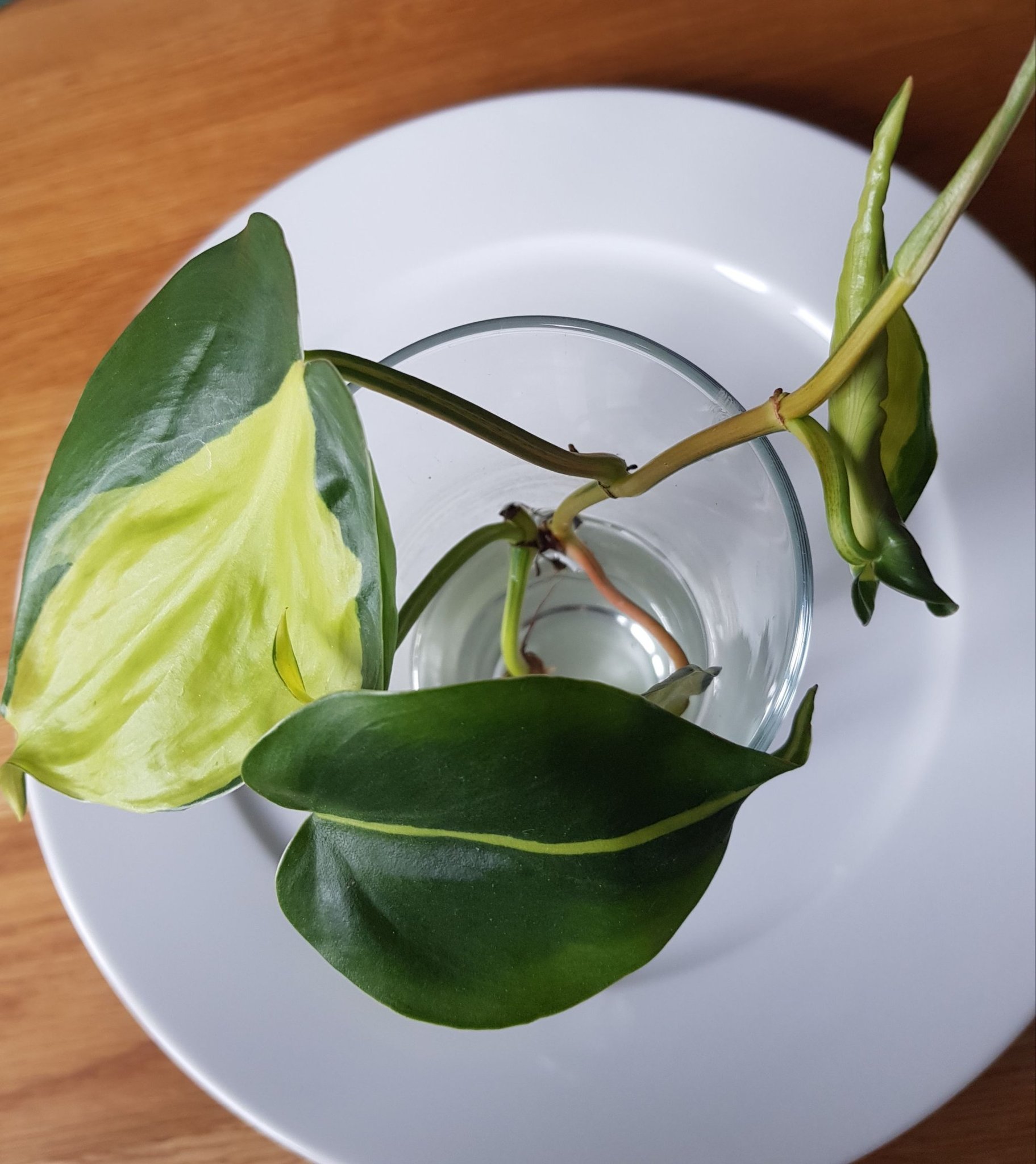 Rotad stickling Philodendron Brazil Klätterkalla
