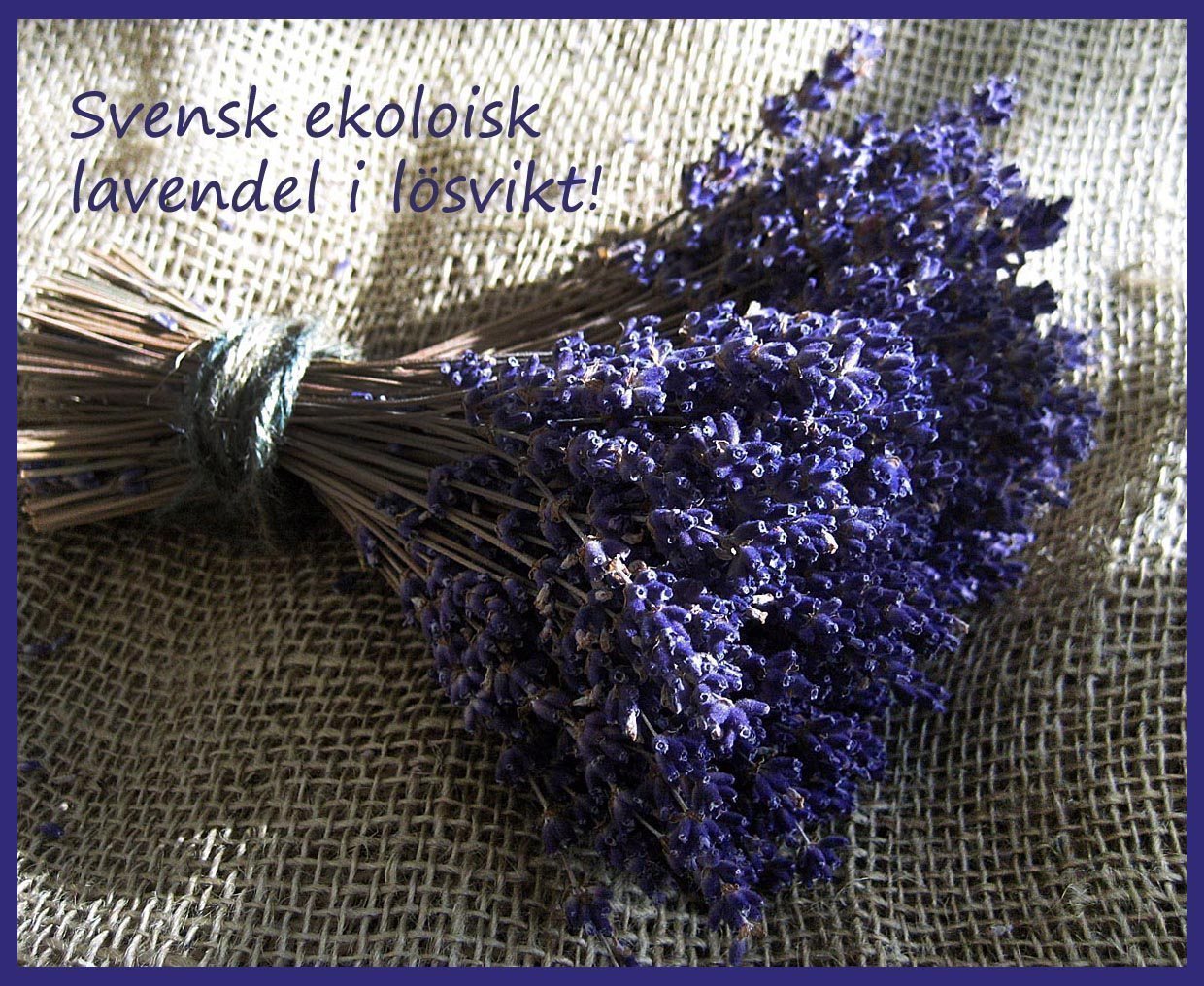 köpa lavendel i lösvikt köpa lavendel i lösvikt