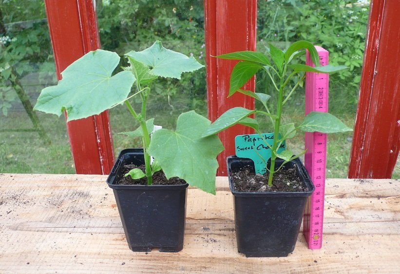 Paprika plantor