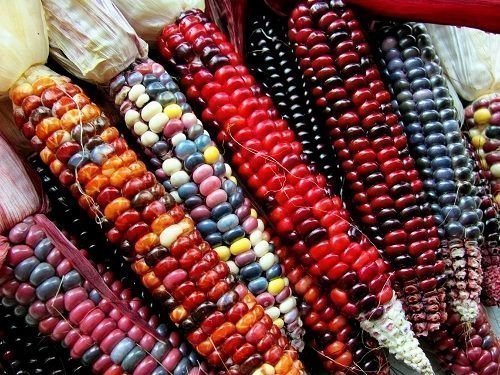 Fröer: Rainbow Corn , Regnbågsmajs mix
