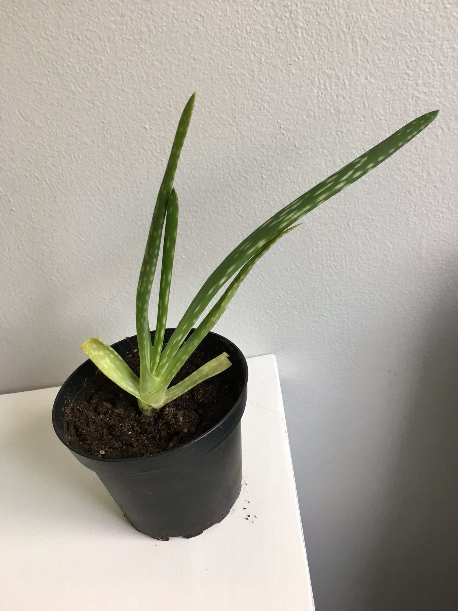 aloe vera planta köpa aloe vera planta köpa