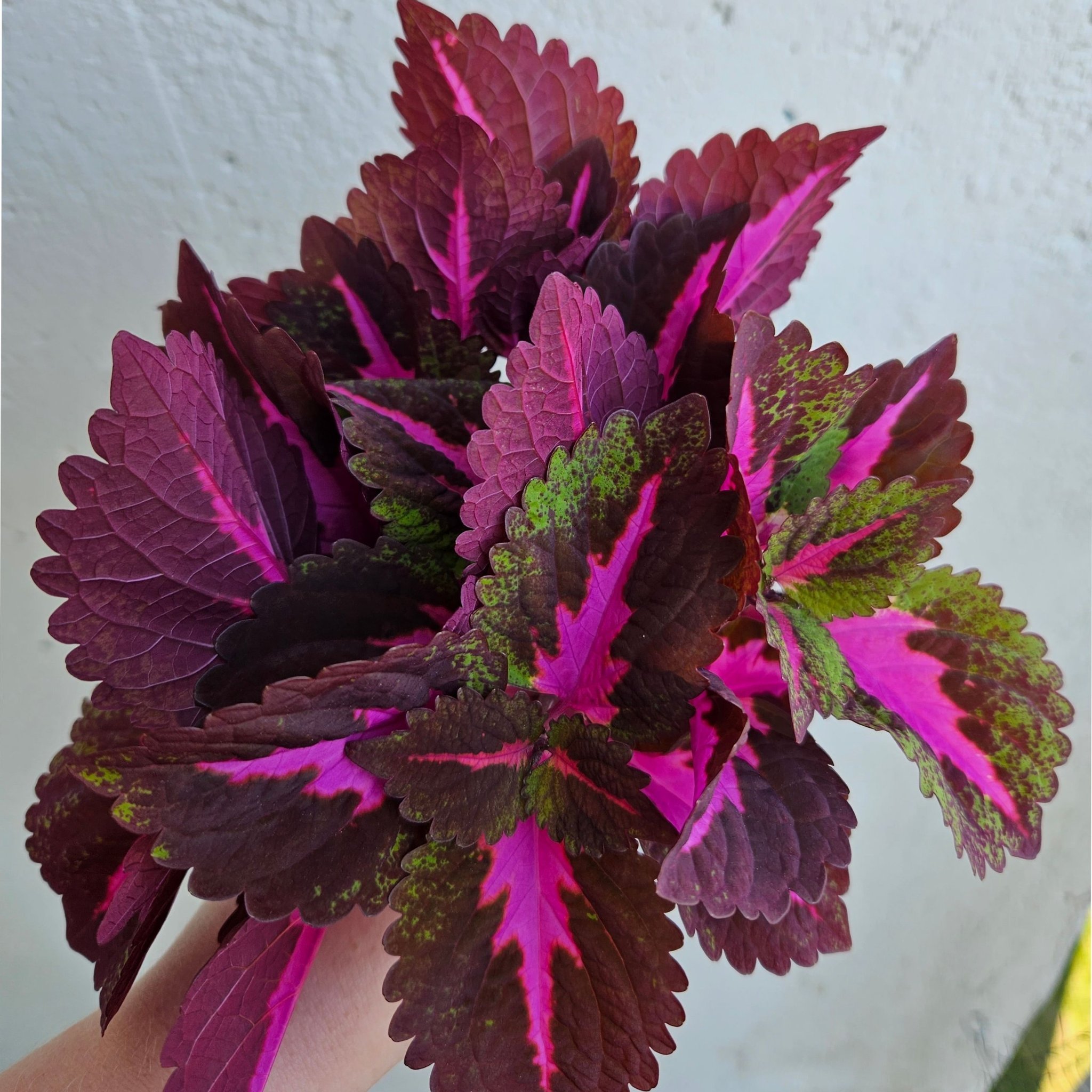 Se produkter som liknar Palettblad coleus China Rose .. på Tradera ...