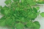SallatsKrasse Land Cress Krasse, Sallats- 15 Frön