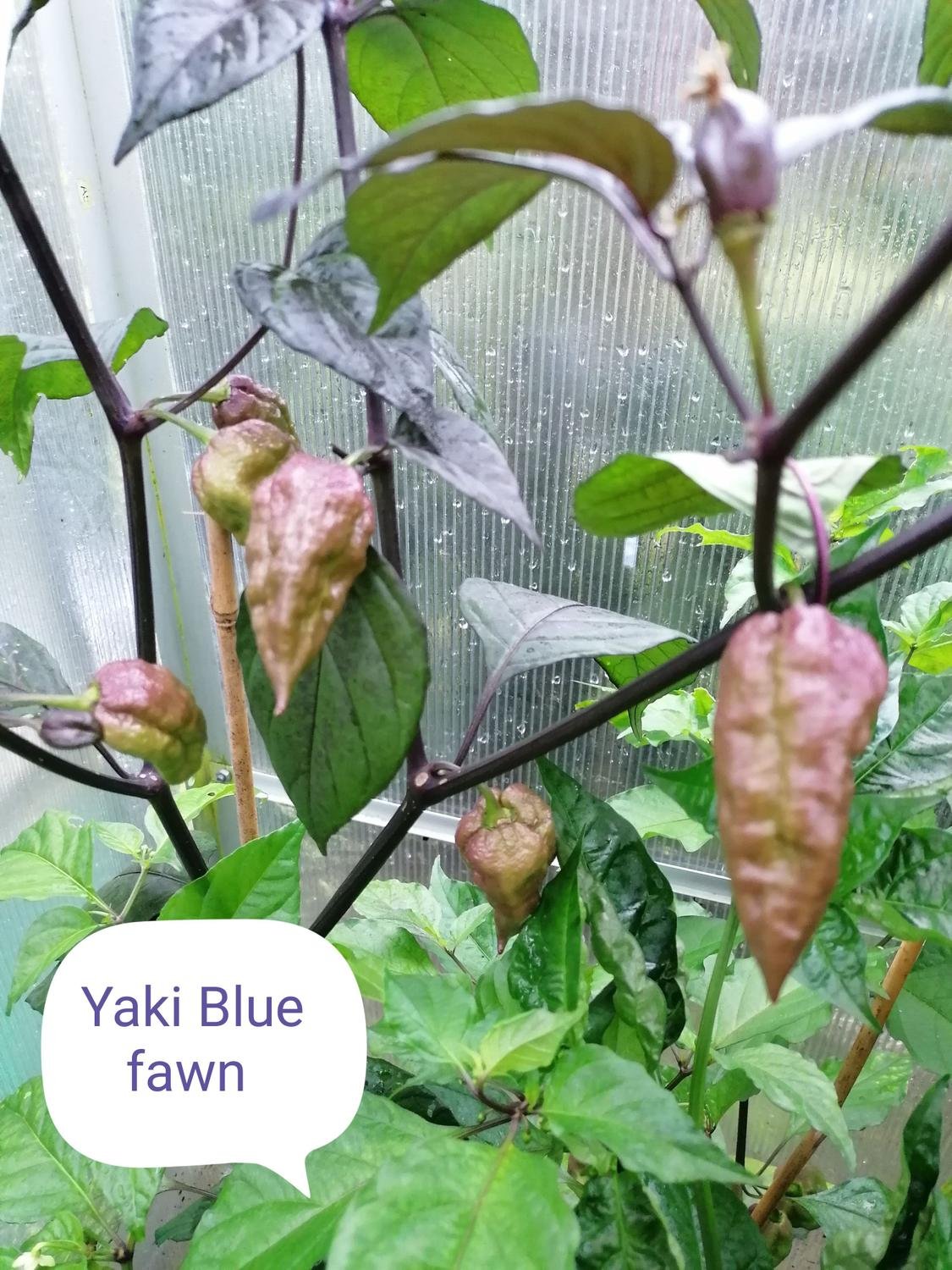 Yaki Blue Fawn. Chili frön Köp på Tradera (501990377)