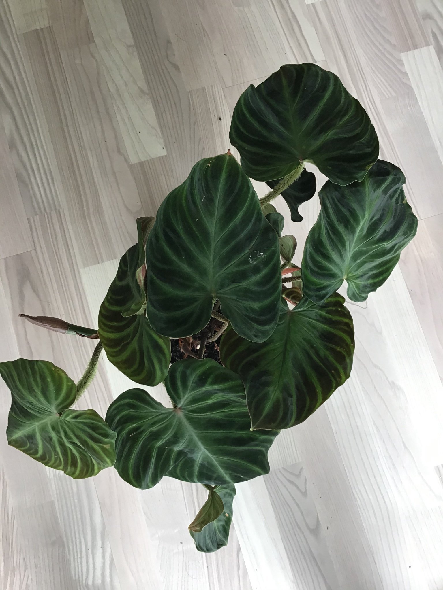 Philodendron Verrucosum