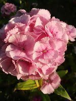 Borstnejlika Mix - Dianthus barbatus