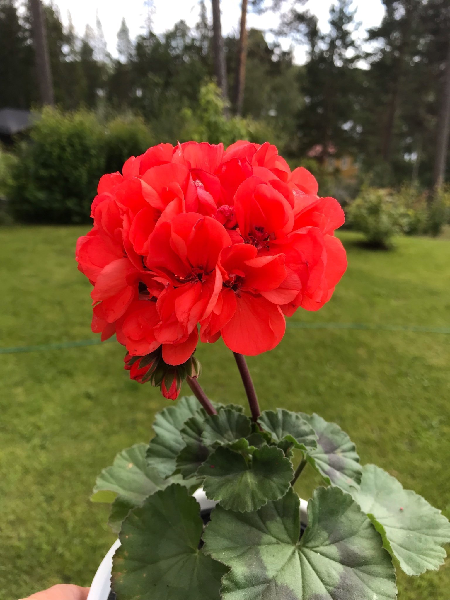 LILY GULRÖD-Gammal sort med historia!