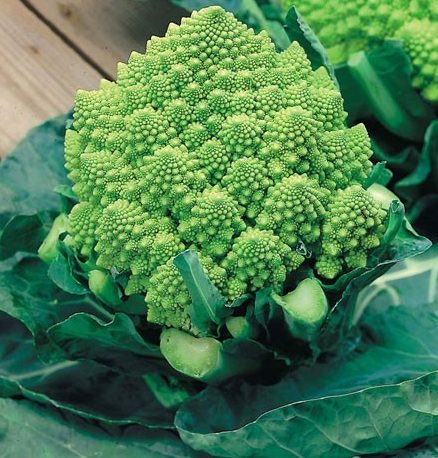 blomkål och broccoli blomkål och broccoli