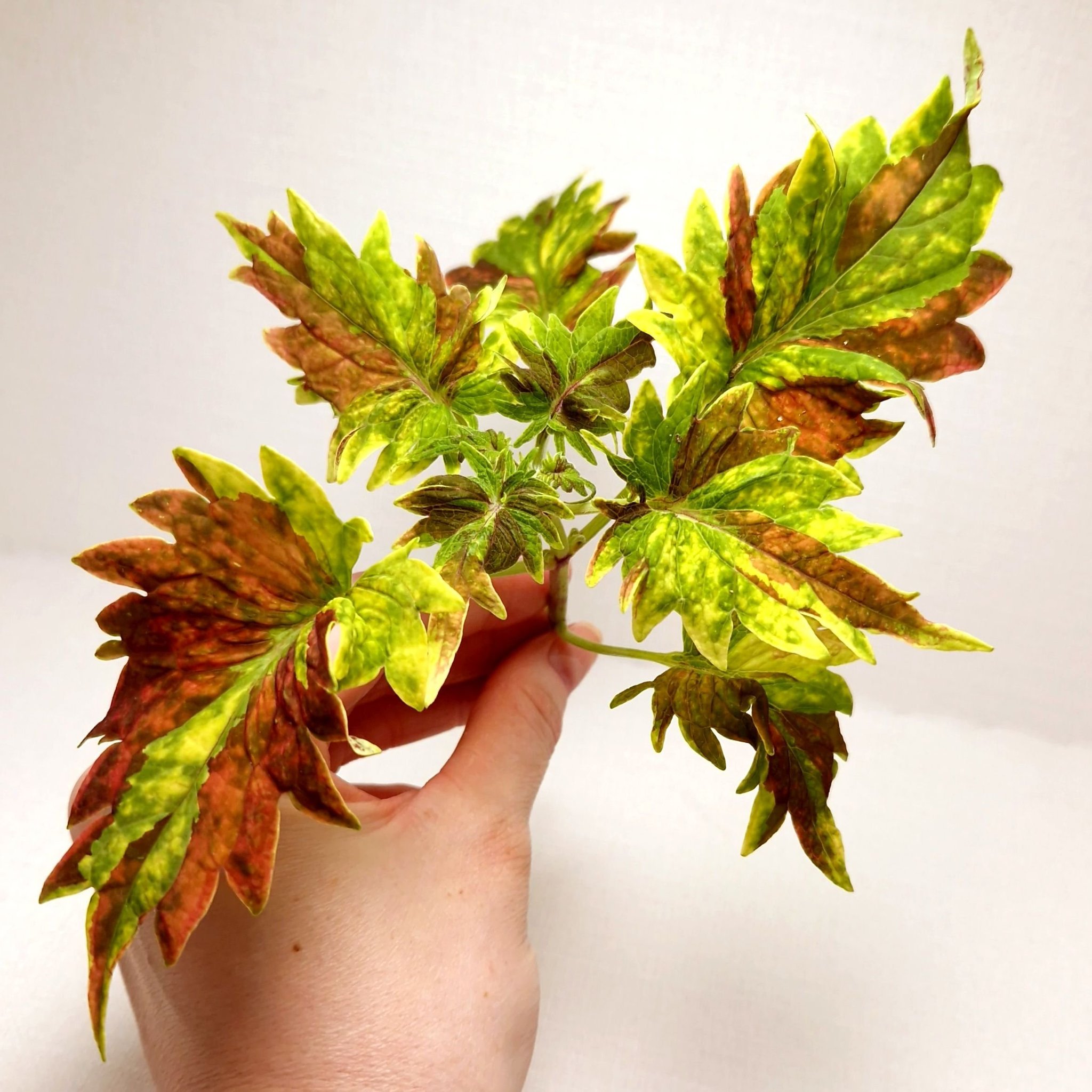 Se produkter som liknar Coleus ‘Twist n’ Twirl’ - Sti.. på Tradera