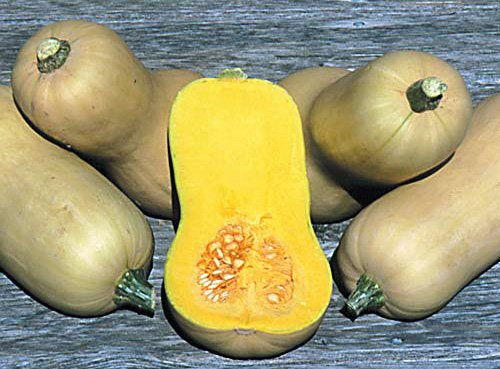 Butternutt pumpa, så god, 5 frön