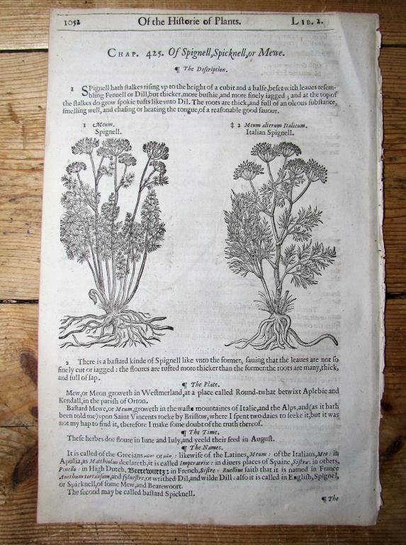 ** BOKSIDA m TRÄSNITT från 1633- BOTANIK - GERARD- *