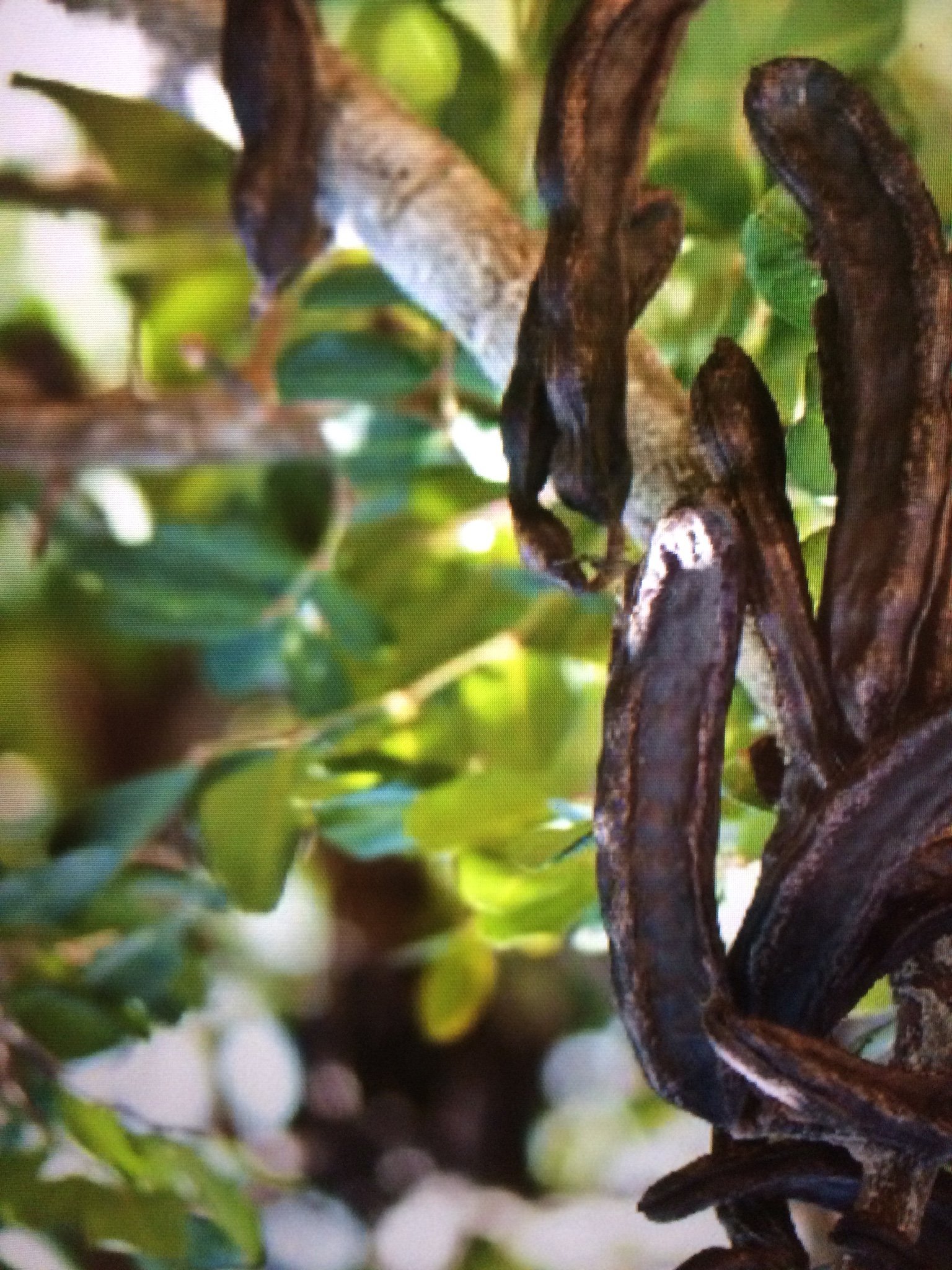 Carob ( ceratonia siliqua)