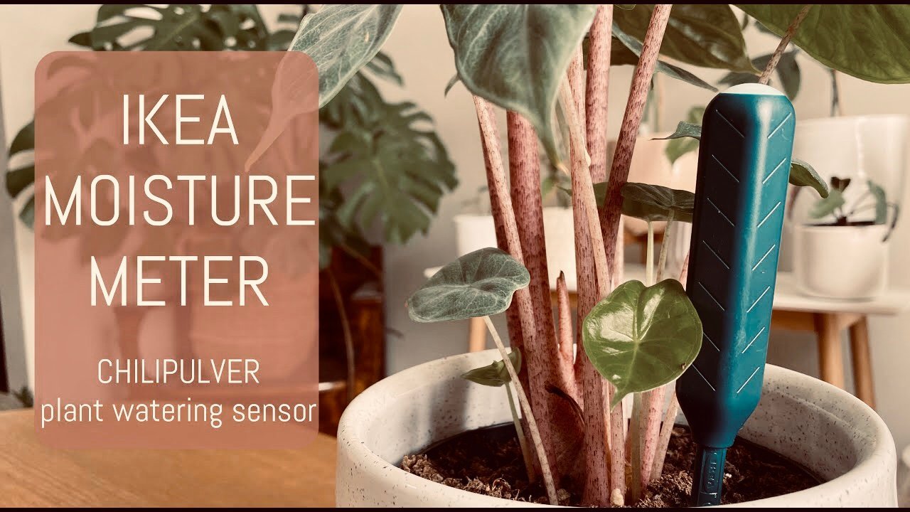 Ikea Chilipulver Fuktsensor för växter blommor Växt blomma Trädgård Garden Ikea Chilipulver Fuktsensor för växter blommor Växt blomma Trädgård Garden