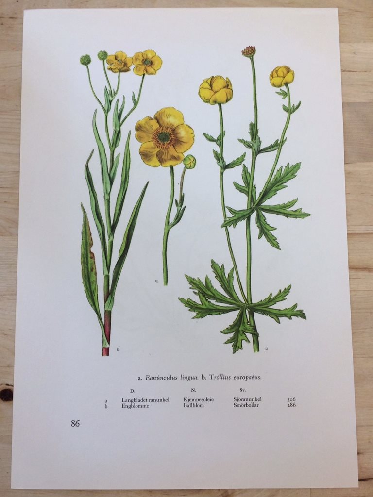 flora svenska växter flora svenska växter