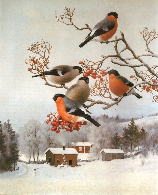 DOMHERRAR I RÖNN av von Wright Domherre JUL Fåg.. (326166244) ᐈ Köp på