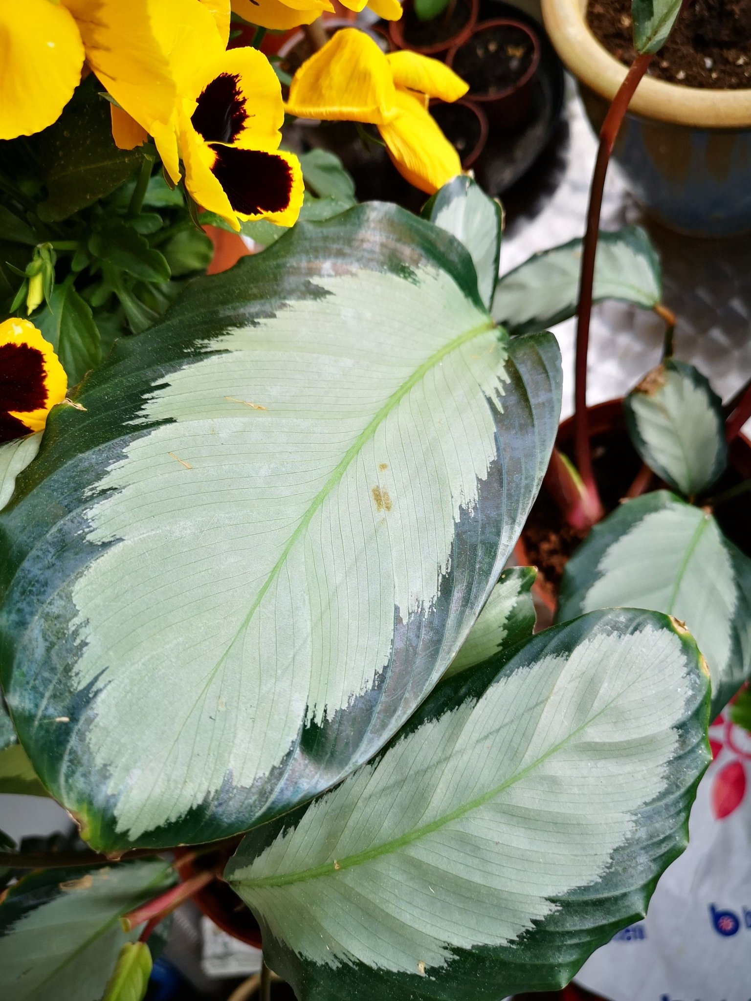 calathea picturata (403037953) ᐈ Köp på Tradera