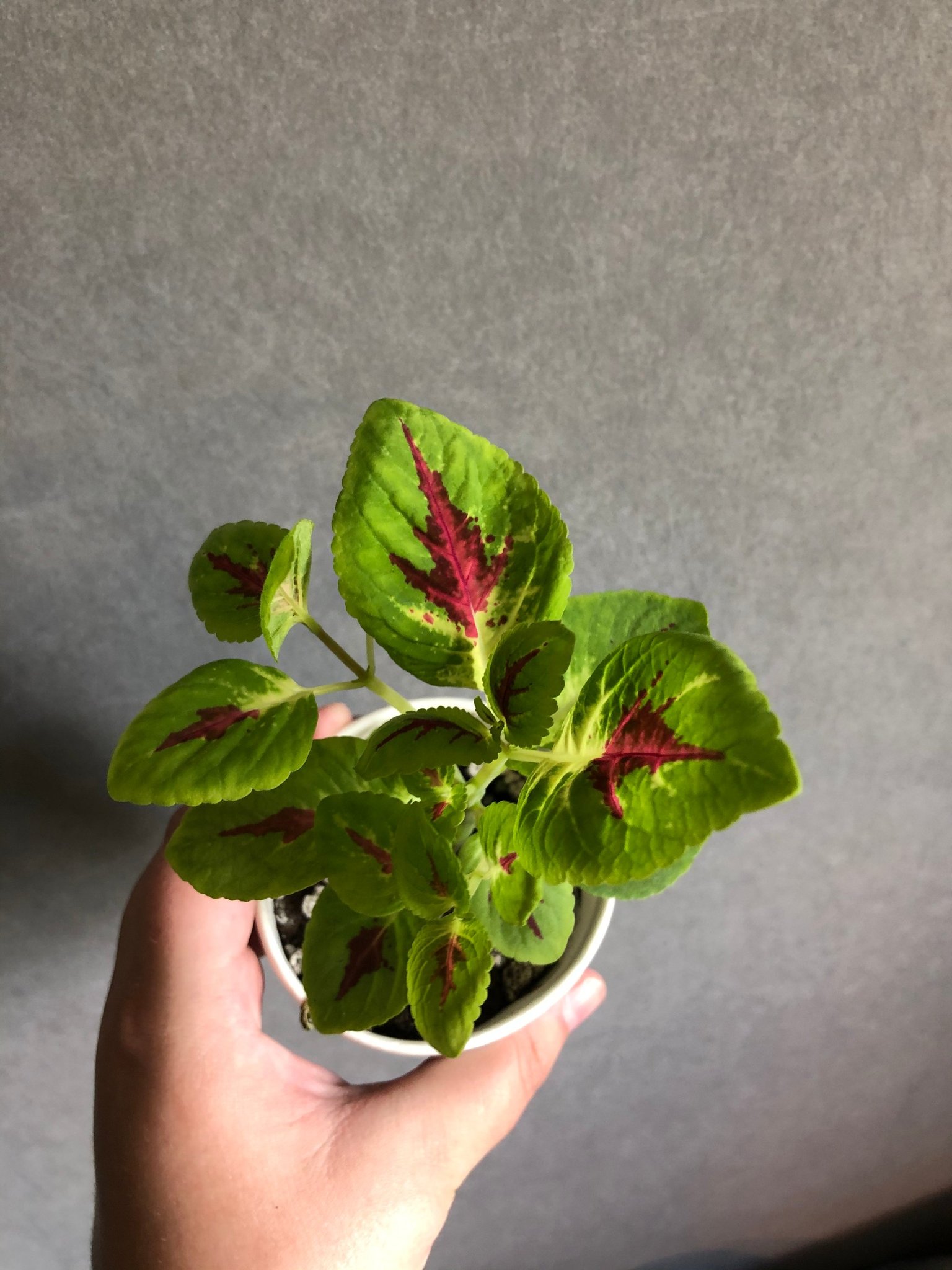 Palettblad Premium Sun Watermoelon planta
