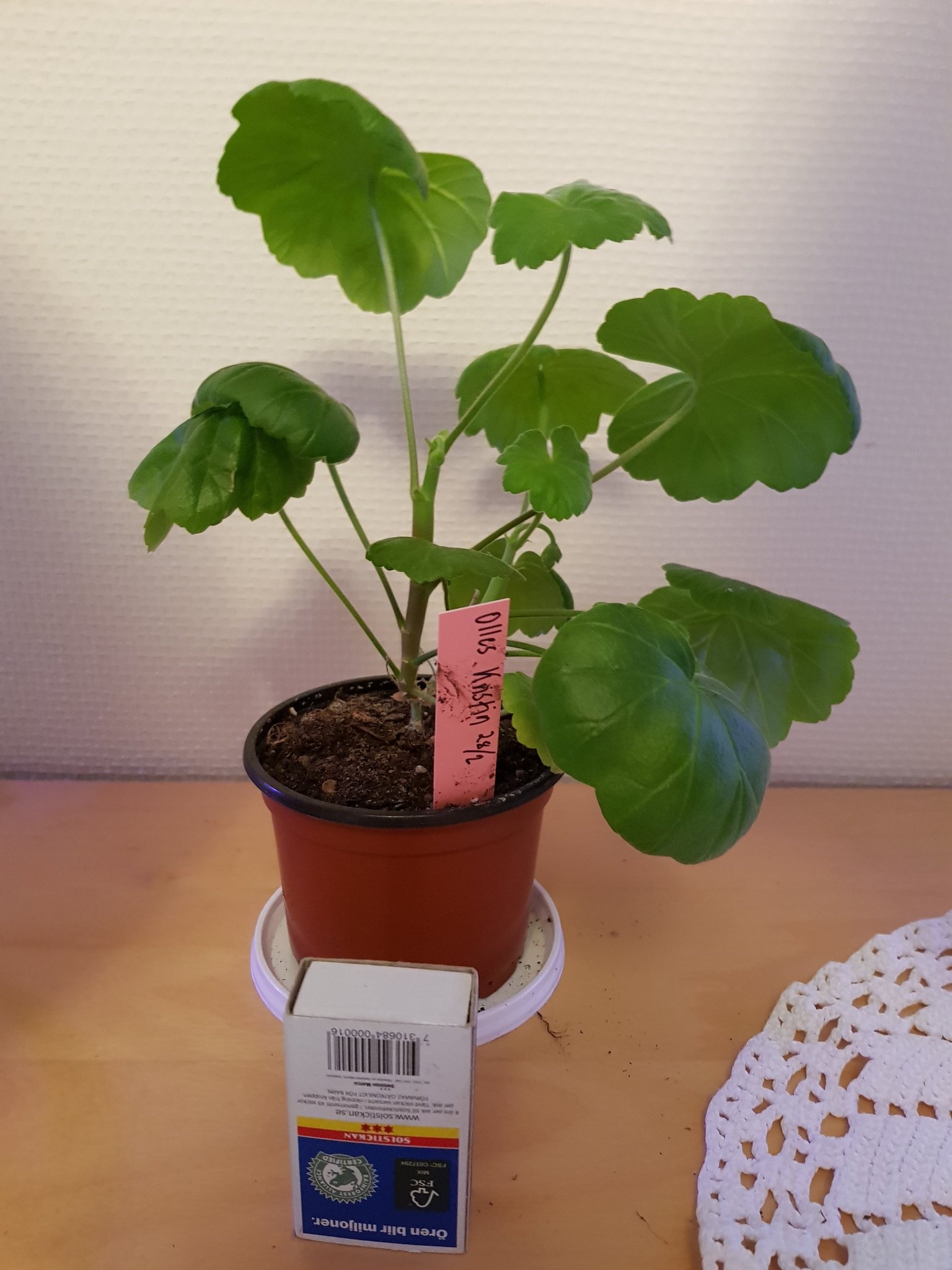 Pelargon Olles Kristin - Gammal sort