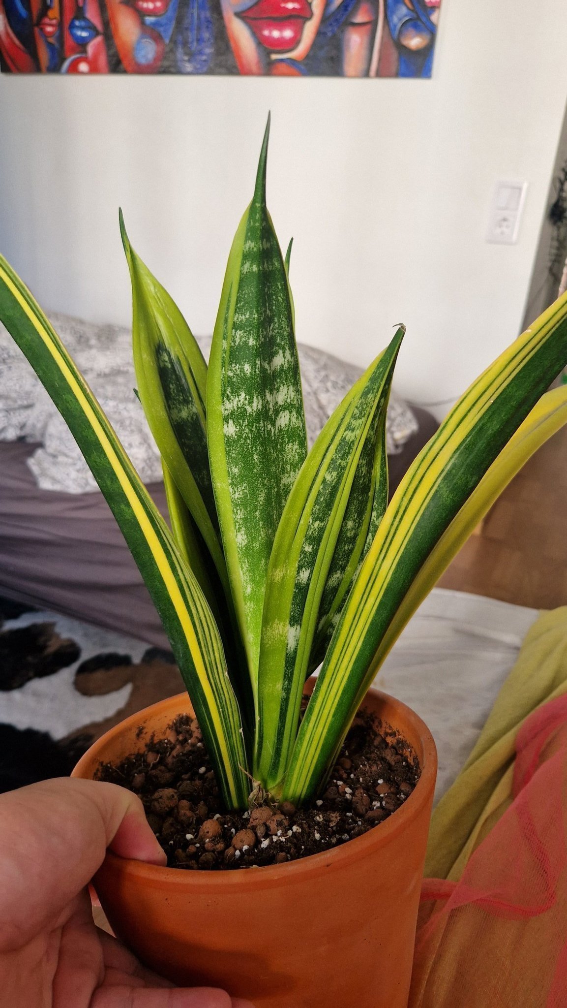 Svärmors tunga/Snake plant/Sansevieria trifasci.. Köp på Tradera