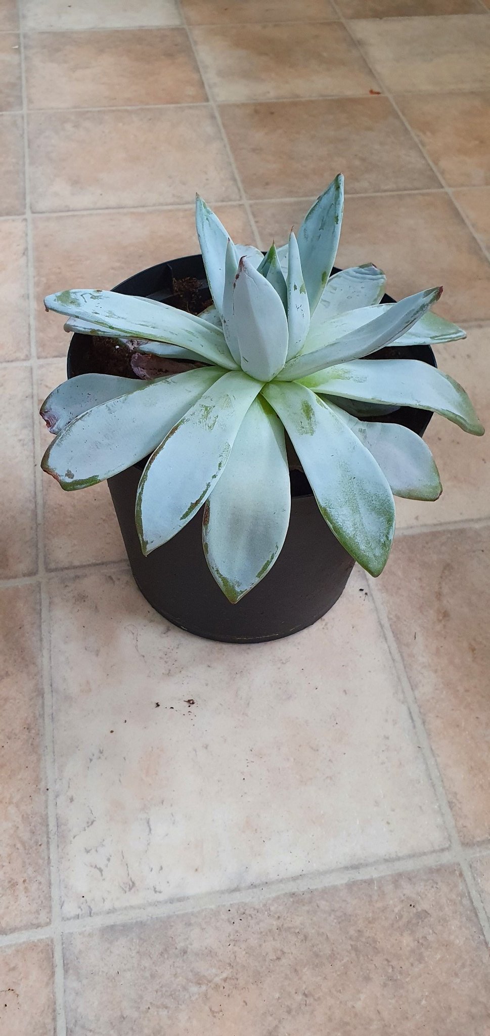 Echeveria mexican giant