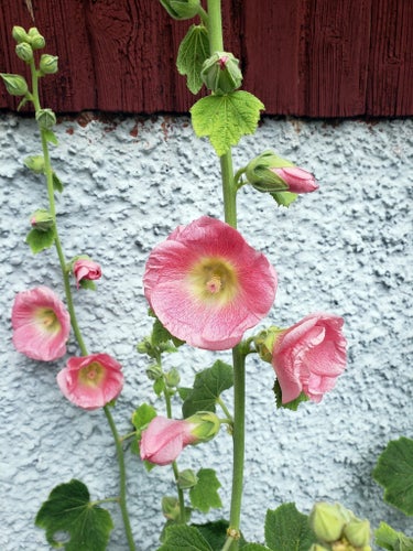 Fröer Stockros rosa med vit/gul botten färska fröer skördade September 2025