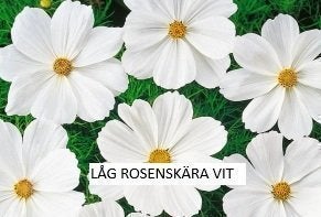 Låg Rosenskära Vit 60 frön