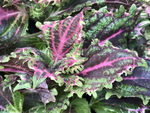 Palettblad Red Ruffles