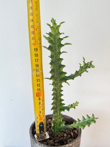 Euphorbia Trigona Mint Cream