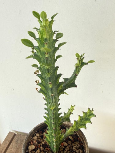 Euphorbia Trigona Mint Cream