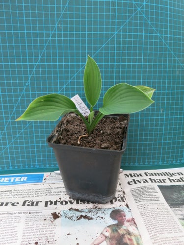 Hosta Sieboldii - Funkia