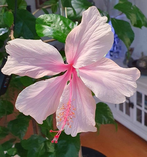 Hibiskus Albo lacinatus
