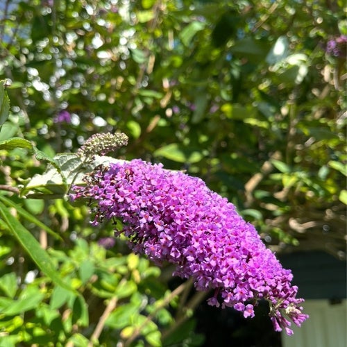 Syrenbuddleja - Fjärilsbuske