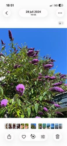 Syrenbuddleja - Fjärilsbuske