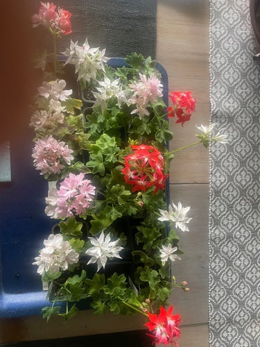 Stjärnpelargoner