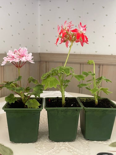 Stjärnpelargoner