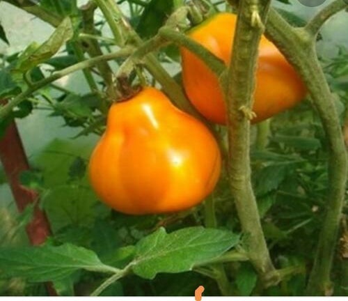Droppformad tomat "Gula tryffel" 5 st