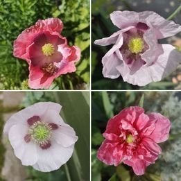 Kornvallmo -Papaver somniferum färg o form mix- Färska sättfrön. Frakt ingår