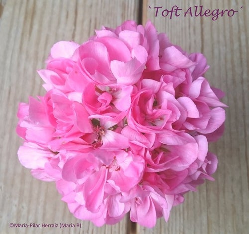 Pelargon `Toft Allegro´, zonal. Välrotad, etablerad stickling