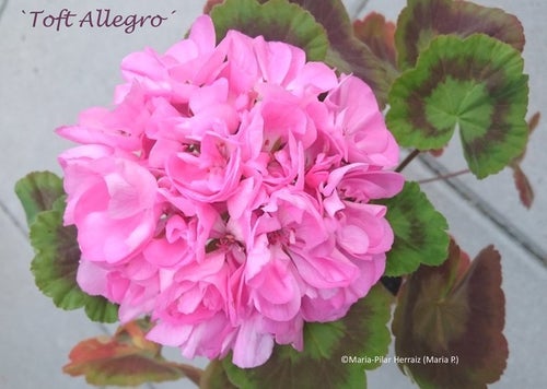 Pelargon `Toft Allegro´, zonal. Välrotad, etablerad stickling