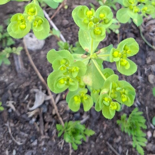 Gulltörel 1st små planta