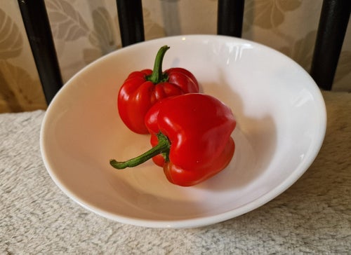 Paprika Röd. Sättfrön. frakt ingår