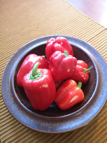 Paprika Röd. Sättfrön. frakt ingår